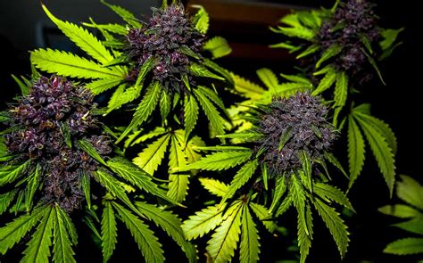 grow pink  purple cannabis buds grow weed easy
