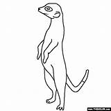 Coloring Meerkat Pages Colouring Drawing Color Kids Line Visit Choose Board sketch template