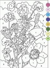 Number Color Coloring Kids Older Popular sketch template