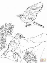 Woodland Mountain Crossbill Bluebird sketch template