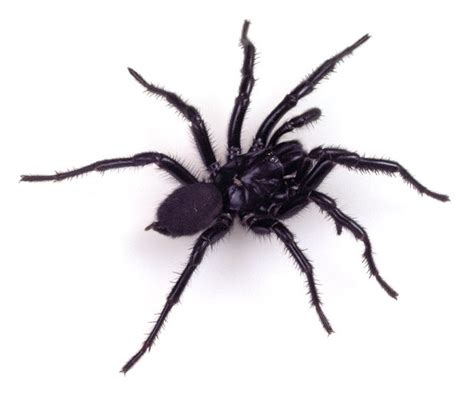 sydney funnel web spider  australian museum