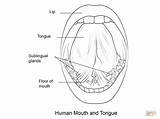 Lengua Humana Lingua Zunge Mund Bocca Stampare Menschen Anatomie sketch template