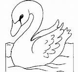 Cisne Colorir Desenhos sketch template