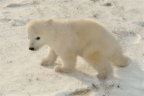 pin  polar bears