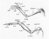 Wing Anatomy Bird Chicken Drawing Wings Human Arm Sandy Scott Skeleton Bones Sketch Compared Hand Animal March Getdrawings Drawings Diagram sketch template