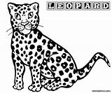 Leopard Coloring Pages Snow Clipart Print Kids Library Popular sketch template