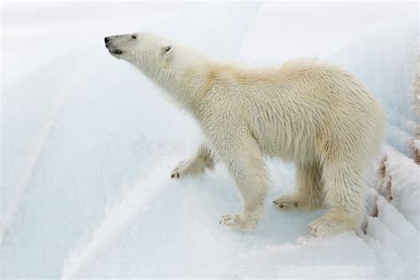 polar bear  iceberg stock image image  outdoors