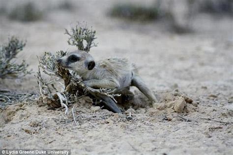 Meerkats Use Paste From Anal Pouch To Identify Each Other Daily Mail