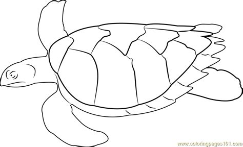 swimming turtle coloring page  turtle coloring pages
