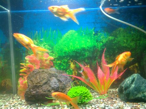 pet shop ahmedabad gold fish aquarium