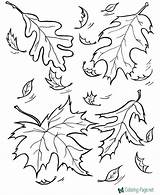 Coloring Leaves Tree Pages Printable sketch template