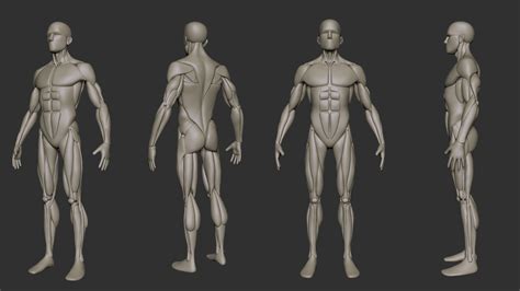 artstation simplified anatomy basemesh  pack resources
