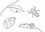 Cycle Ladybug sketch template