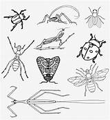Insects Coloring Nicepng Pennsylvania Insect Ladybug Vector Pixabay sketch template