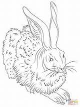 Albrecht Durer Coloring Hare Pages Young Dürer Hase Feldhase Ausmalbild Drawing Malvorlage Von Line Ostern Zum Ausmalbilder Malvorlagen Ausdrucken Dibujo sketch template