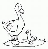 Quack Giggle Coloringhome sketch template