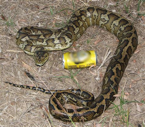 fileaustralian carpet python jpg wikipedia