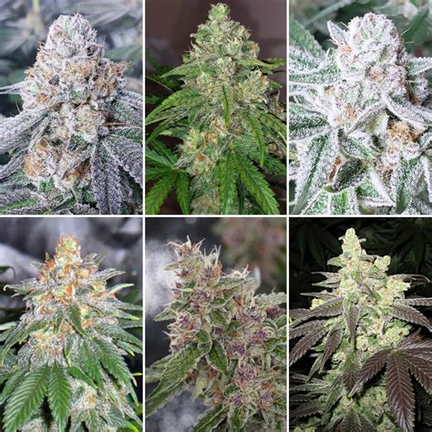 time  harvest marijuana buds grow weed easy