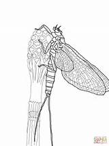 Mayfly Coloring Pages Brown March Drawing sketch template