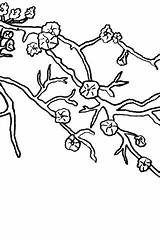 Blossom Cherry Coloring Pages Japanese Getcolorings Color sketch template