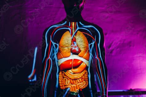 menschliche anatomie innere organe  menschlichen koerper foto