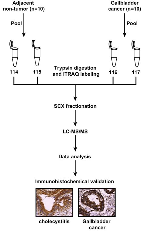 schematic workflow  identify differentially regulated proteins  gbc  scientific