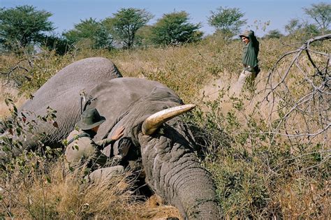 botswana lifts ban on elephant hunting