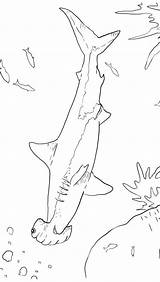 Haai Kleurplaten Haaien Topkleurplaat sketch template