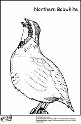 Quail Coloring Pages Bobwhite Drawing Clipart Bird Getdrawings Library Teamcolors sketch template