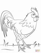 Rooster Roosters sketch template