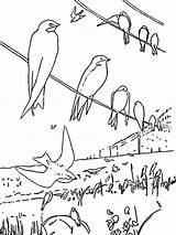 Swallow Birds Designlooter sketch template