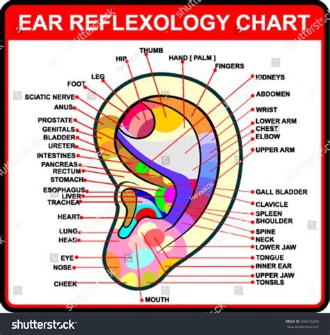 Ear Reflexology Chart Stock Vector Illustration 336076550 Shutterstock