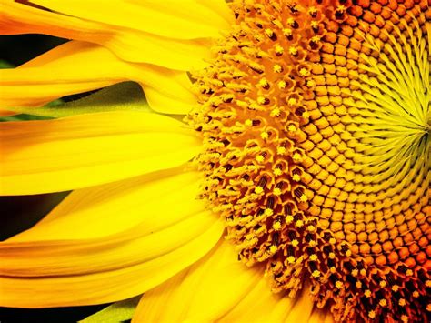 sunflower yellow color macro photography 4k ultra hd wallpapers for