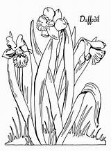 Daffodil Daffodils Narzisse Ausmalbild sketch template
