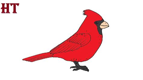 draw  cardinal bird step  step