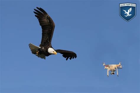 video company trains eagles  attack drones outdoorhub