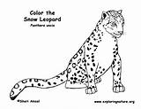 Leopard Snow Coloring Pages Baby Color Printable Print Drawing Kids Nature Animal Exploring Educational Resource Getdrawings Getcolorings Anbu Sheet Library sketch template
