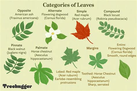 identify deciduous trees   leaves