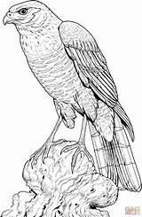 Hawk Coloring Pages Perched Printable Color Drawing Eagle Hawks Drawings Bird Gif Supercoloring Harris Cooper 1728 Colouring Birds Adult Wood sketch template