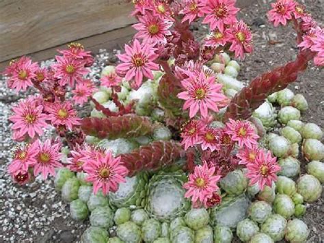 care   hens  chicks plant world  succulents