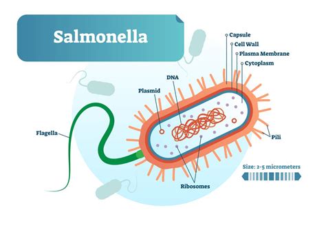 salmonella enterocolitis overview  symptoms treatment