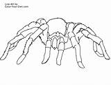 Spider Tarantula sketch template