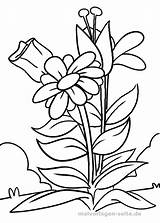 Blume Malvorlage Pflanzen Zum Erwachsene Kostenlose Ausmalen Ausmalbild sketch template