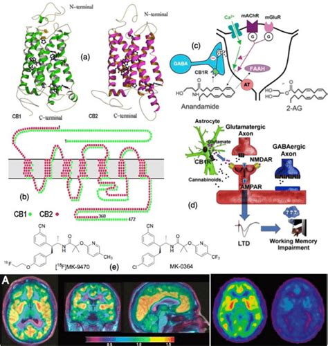 A Structures Of The Central Nervous Cannabinoid Cb1 And Immune System