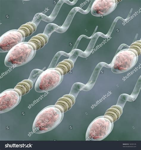 sperm cells group sperm cells swimming stock illustration 18339145
