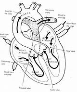 Lungs Heart Coloring Drawing Anatomy Getdrawings sketch template