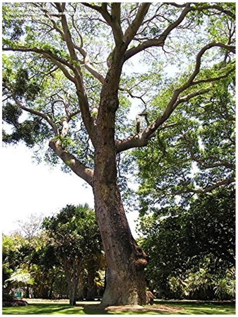 rosewood tree ubicaciondepersonascdmxgobmx