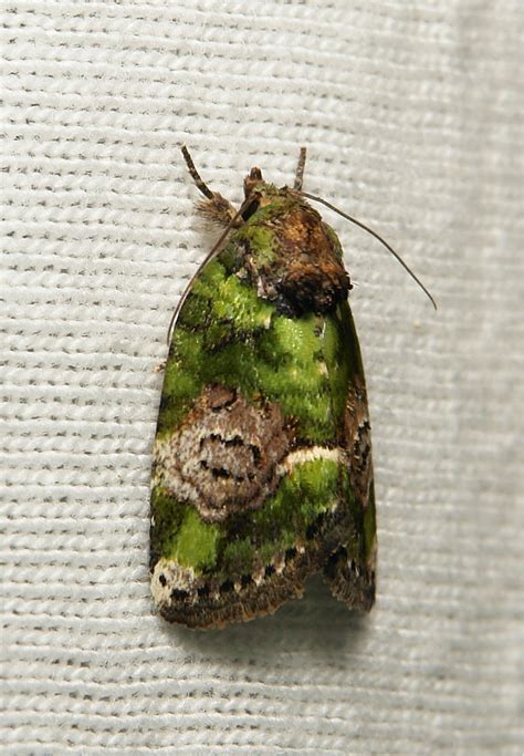 noctuid moth stenoloba sp bryophilinae noctuidae flickr