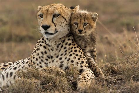 cheetah fastest wild big cat cheetahs lifespan facts  speed
