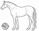 Lineart Draft Cliparting Foal sketch template